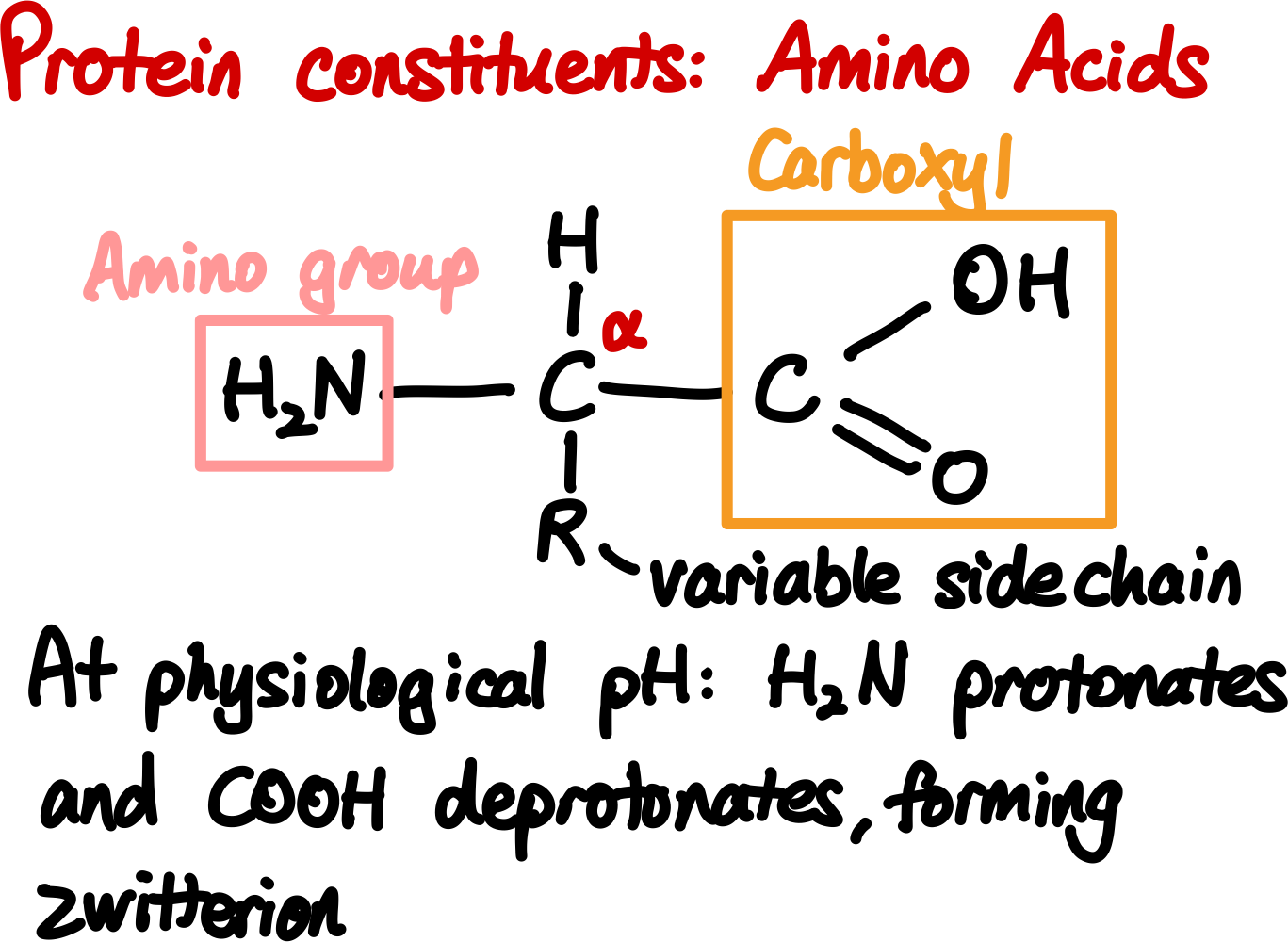 Amino Acid Structure