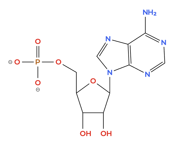 Nucleotide Structure